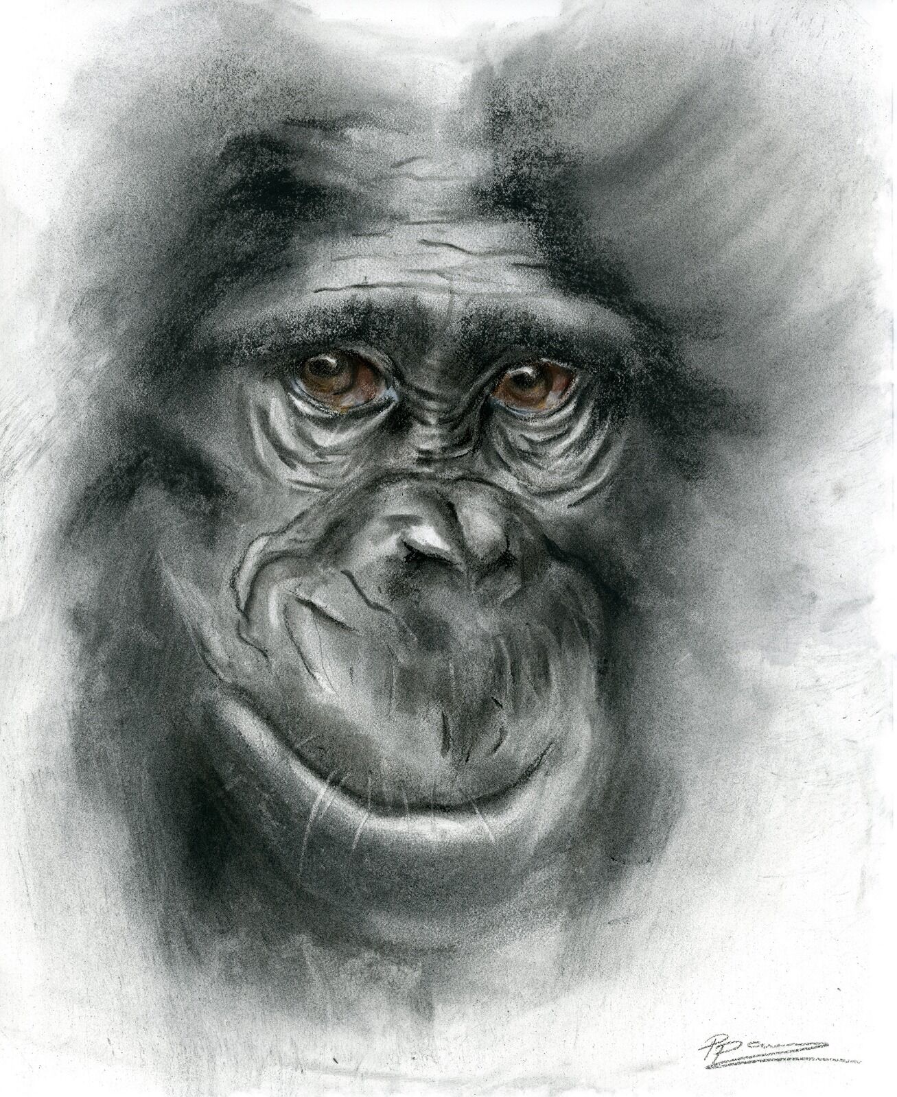 Monkey portrait - charcoal art, 838