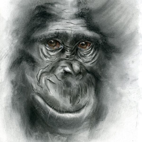 Monkey portrait - charcoal art, 838