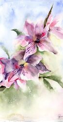 Watercolor Apple flowers Original Watercolor painting by PaintisPassion Size: 11 x 15 in Watercolor Apple flowers Original Watercolor painting