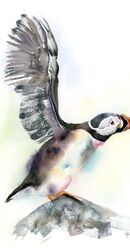 Puffin - Original Watercolor painting by PaintisPassion Puffin - Original Watercolor painting (870)