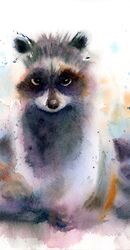 Raccoon - original watercolor painting Raccoon - original watercolor painting 402