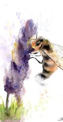 Honey bee and purple flower - Original watercolor painting by PaintisPassion (size: 10 x 14 in) Honey bee and purple flower - Original watercolor painting by PaintisPassion 912