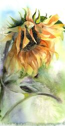 Sunflower - Original Watercolor Painting by PaintisPassion, Size: 12 x 16 in Sunflower - Original Watercolor Painting 915