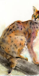 Lynx (Wild cat) - Original Watercolor Painting by PaintisPassion; Size: 13.5 x 13.5 in Lynx (Wild cat) - Original Watercolor Painting by PaintisPassion 447