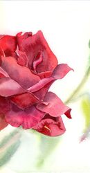 Red Rose - Original Watercolor painting by PaintisPassion Size: 12 x 9 in Red Rose - Original Watercolor painting 3