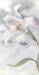 Lily flower - Original Watercolor Painting by PaintisPassion, Size: 12 x 13.5 in Lily flower - Original Watercolor Painting 570