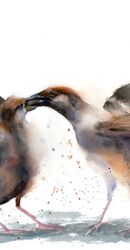 Sparrows - Original Watercolor Painting Sparrows - Original Watercolor Painting (596)