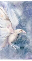 White Raven - Original Watercolor painting White Raven - Original Watercolor painting (604)