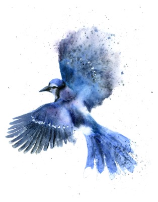 BLUE JAY IN FLIGHT - Original Watercolor Painting. Size: 11.5 x 14.5 inches. Price: 160$ BLUE JAY IN FLIGHT