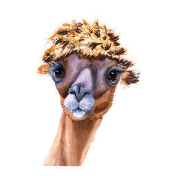 lama