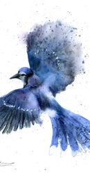 BLUE JAY IN FLIGHT - original watercolor painting BLUE JAY IN FLIGHT 734