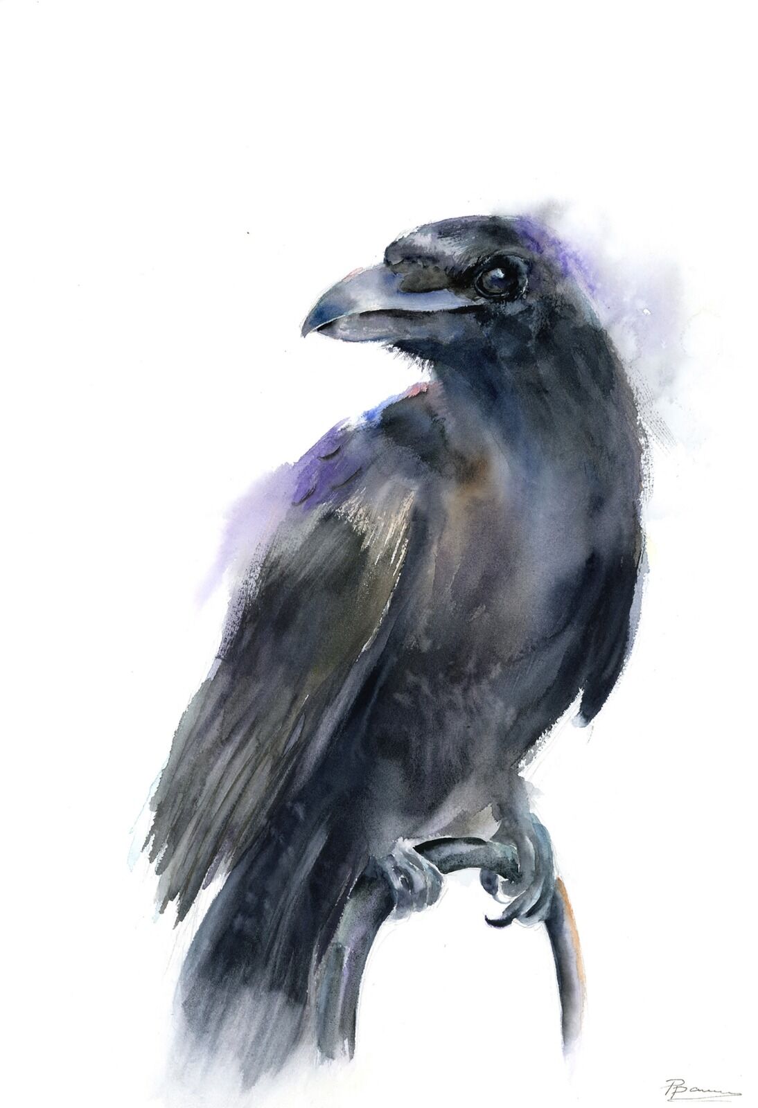 Majestic Raven