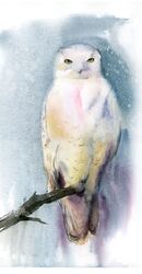 Snowy Owl - original watercolor painting Snowy Owl - original watercolor painting 766