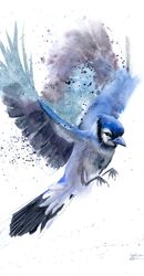 FLYING BLUE JAY FLYING BLUE JAY 733
