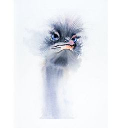 ostrich1