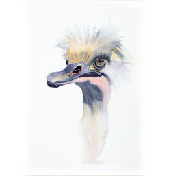 ostrich2