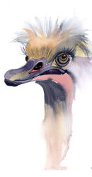 Ostrich portrait 2- Original Watercolor Painting, size: 9.4 x 12.6 in ostrich 2- Original Watercolor Painting b-13
