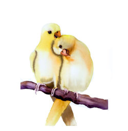 parrots