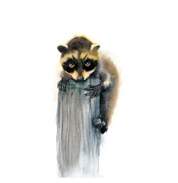 Baby raccoon