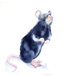 rat2
