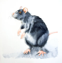 rat