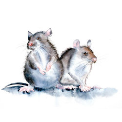 rats