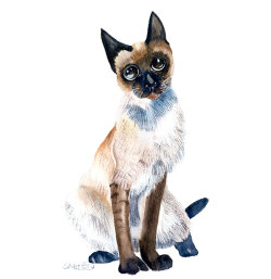 siamsk cat