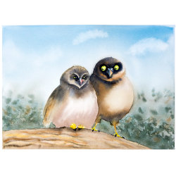 Two owls