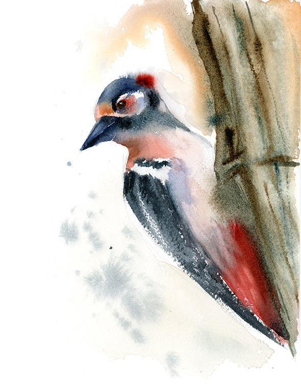 woodpecker-watercolor-by-PaintisPassion