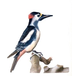 Woodpecker