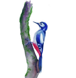 woodpecker1