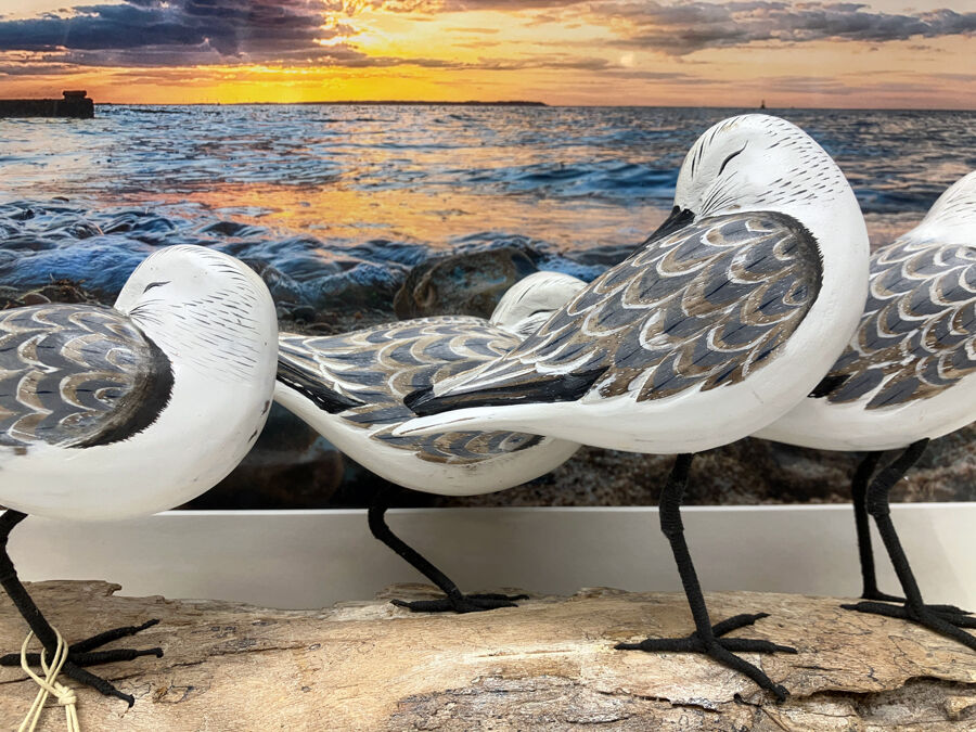 A group of Sanderlings