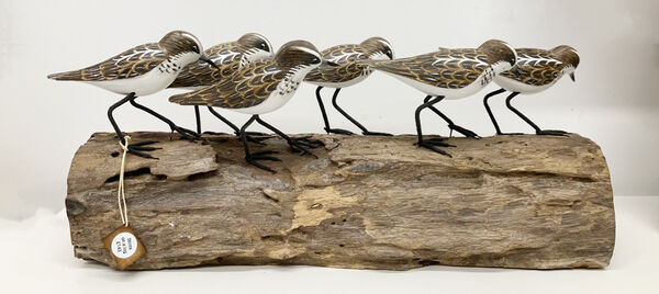 Six Stints on a log.