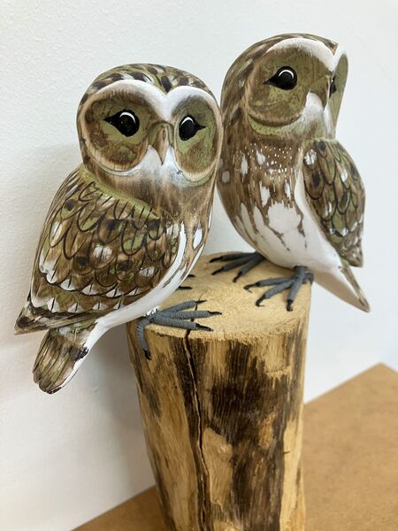 A pair of Little Owls