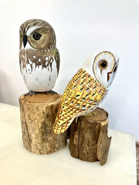 Little Owl and Barn Owl