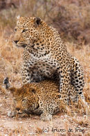 Leopards mating