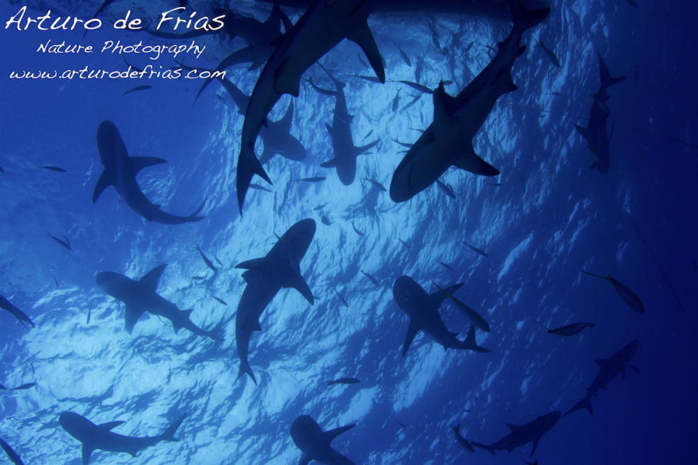 Sharks!