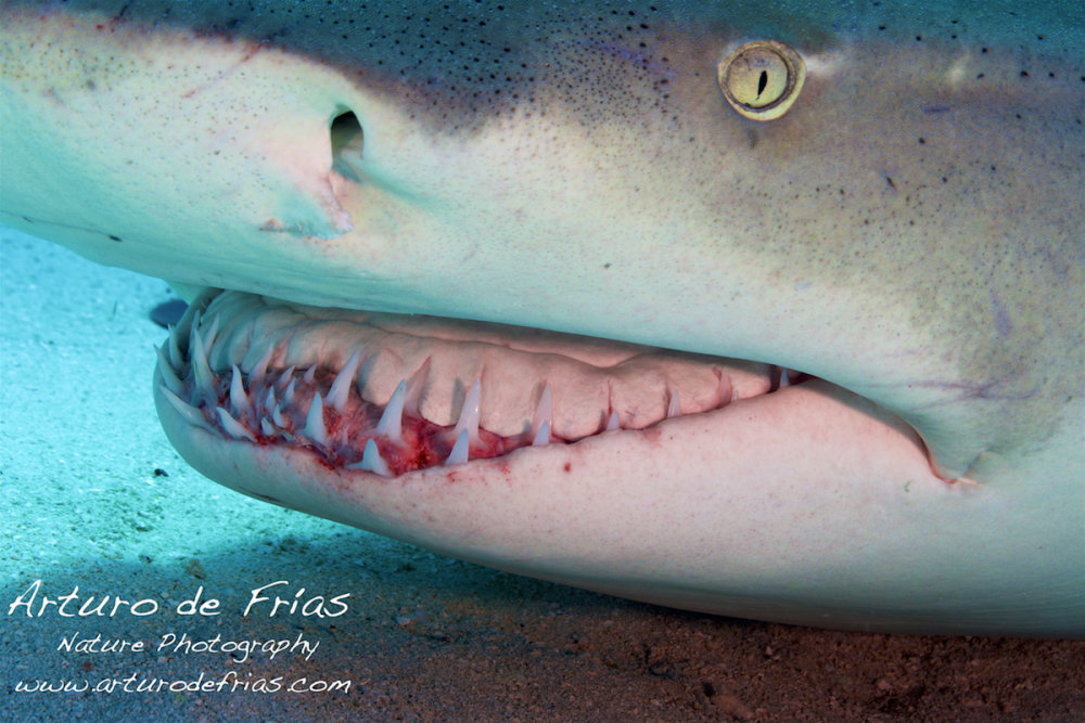 Radical closeup, Lemon Shark