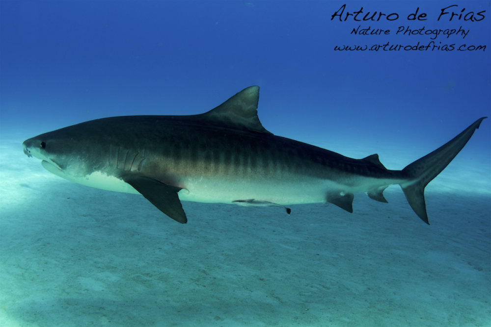 5mts long Tiger Shark!