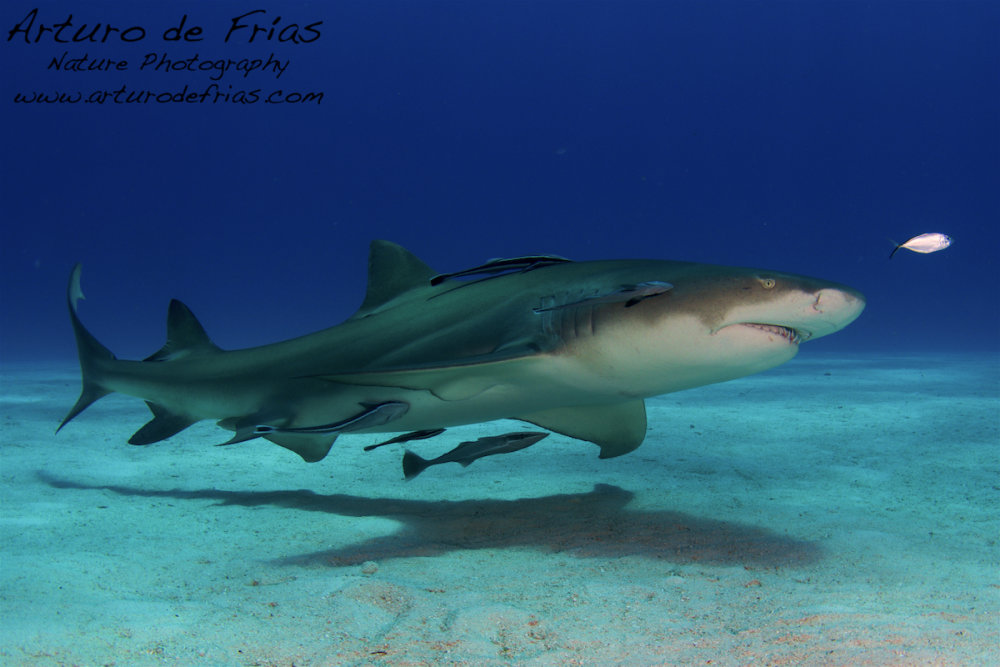 Lemon Shark