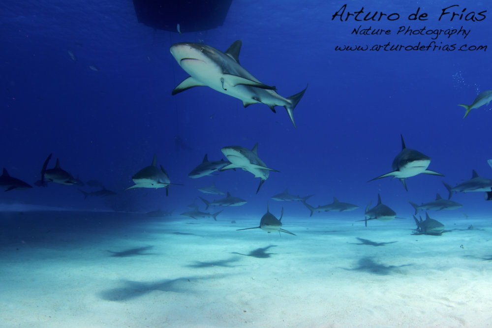 17 sharks in the frame!