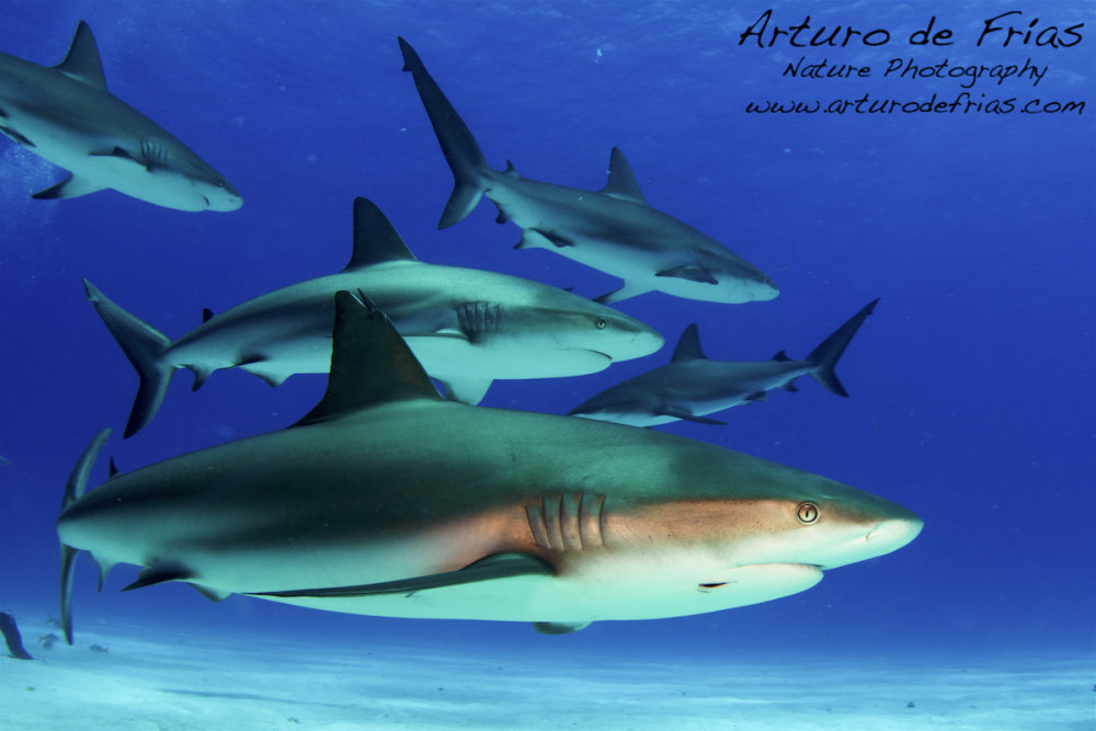 Grey Reef Sharks