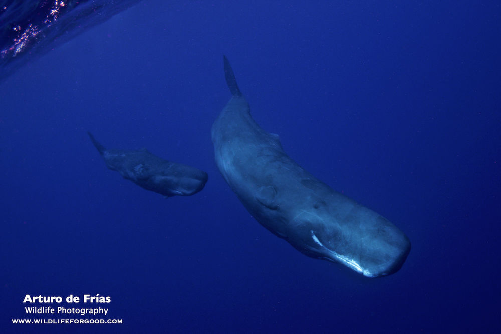 Mum and baby whale