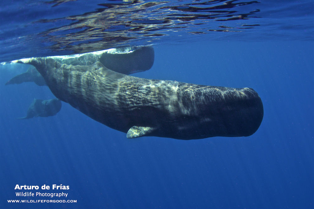 Whale family swimming