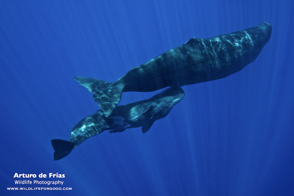 Whale mother and calf in the blue