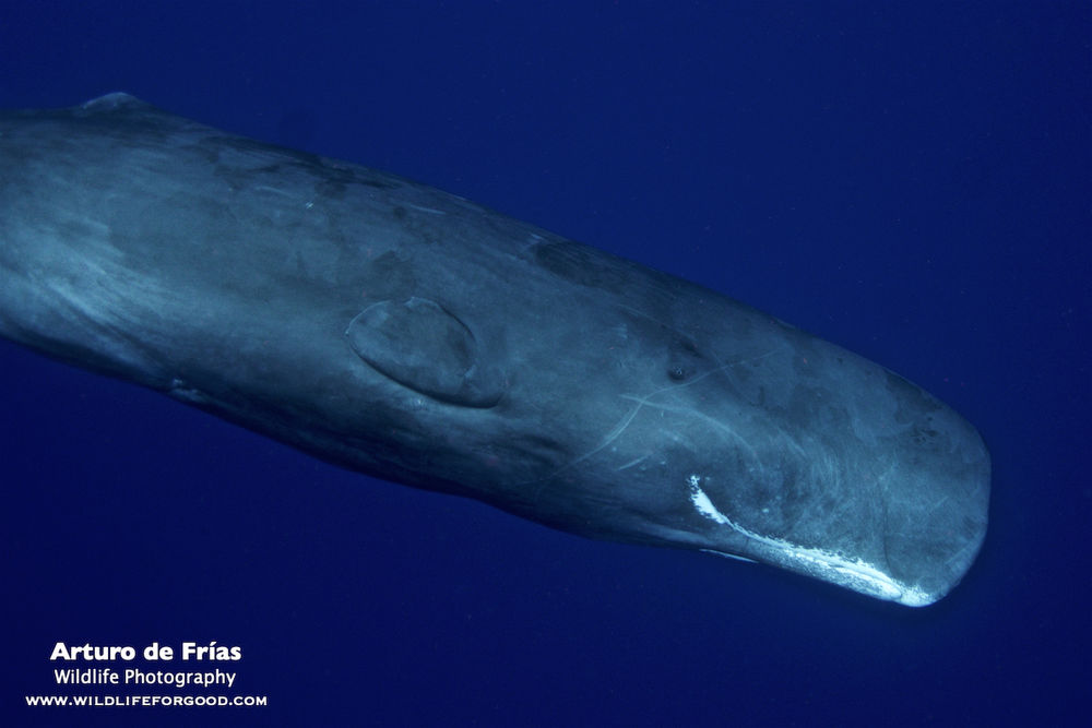 Sperm Whale closeup