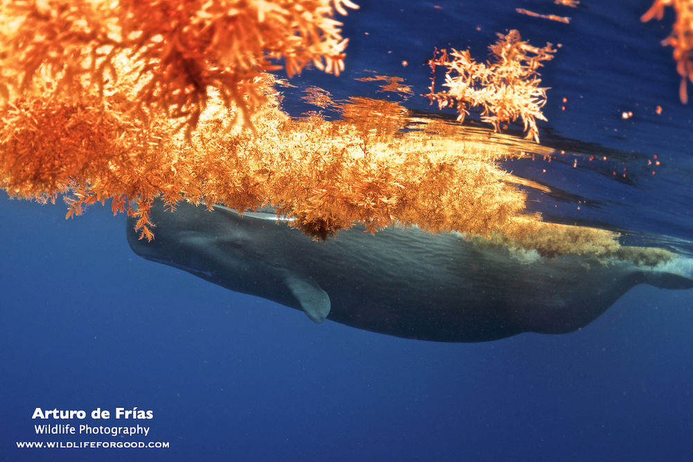 Whale on fire!