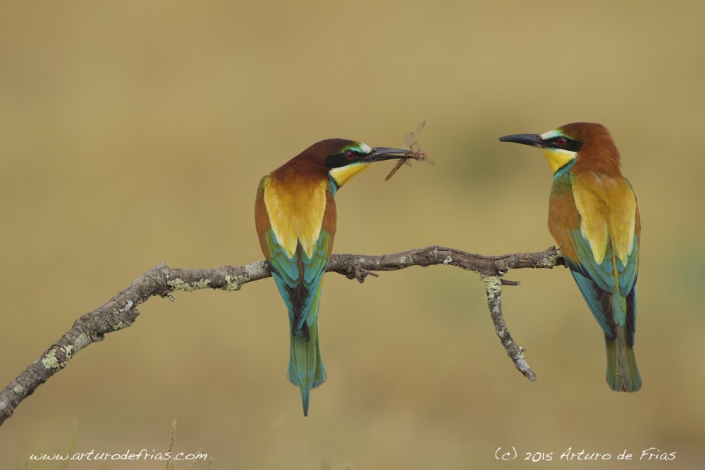 Gift-bearing Bee-eater