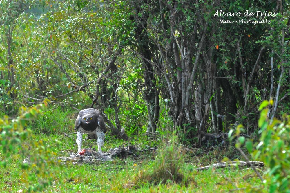 Martial Eagle