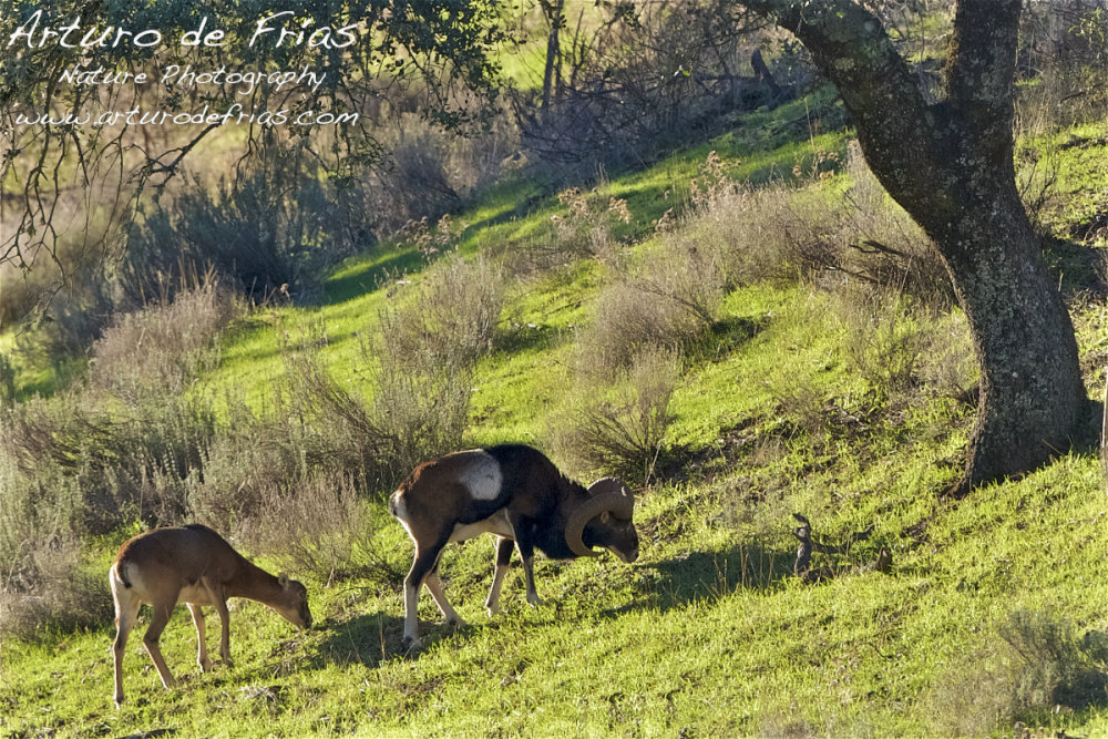 Mouflon